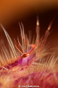Eye of hair squat lobster
Canon 60D, 100 mm macro lens, ... by Iyad Suleyman 